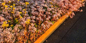 Blomstrende Gront Tag